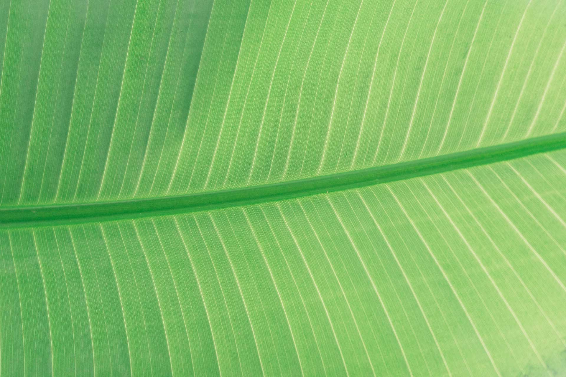 line leaf