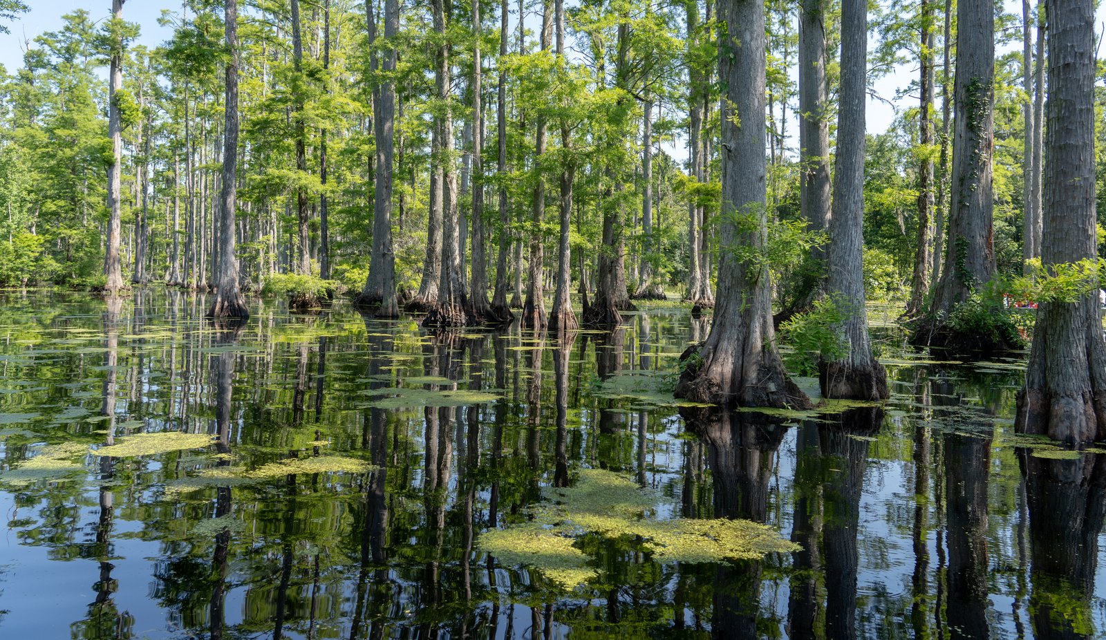 Forrest Swamp