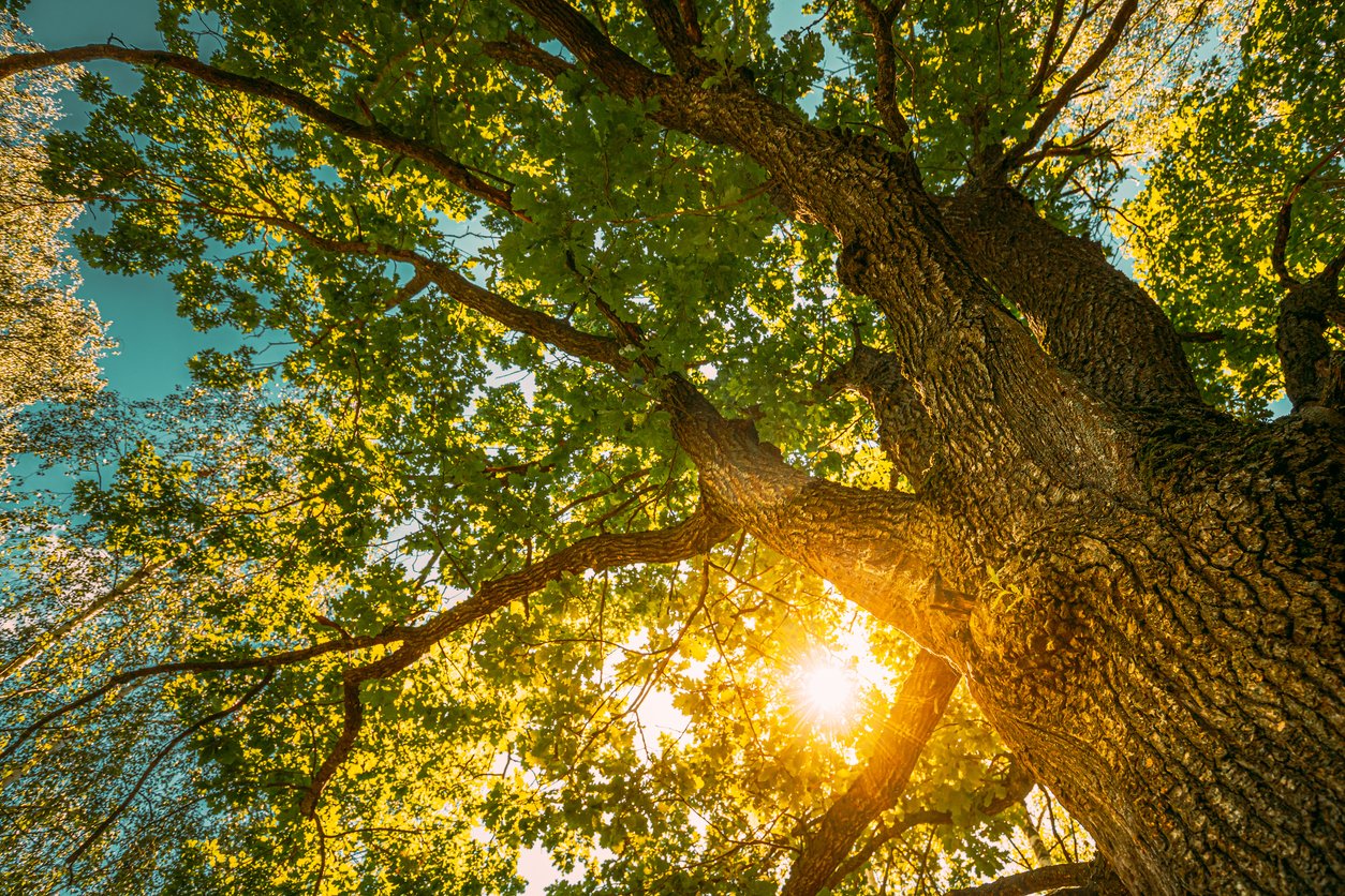 Tree Sun Nature