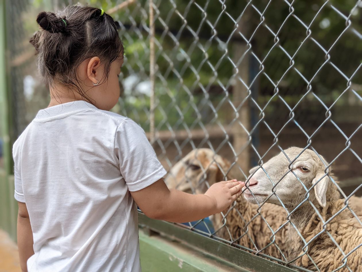 A child petting a sheep at the farm