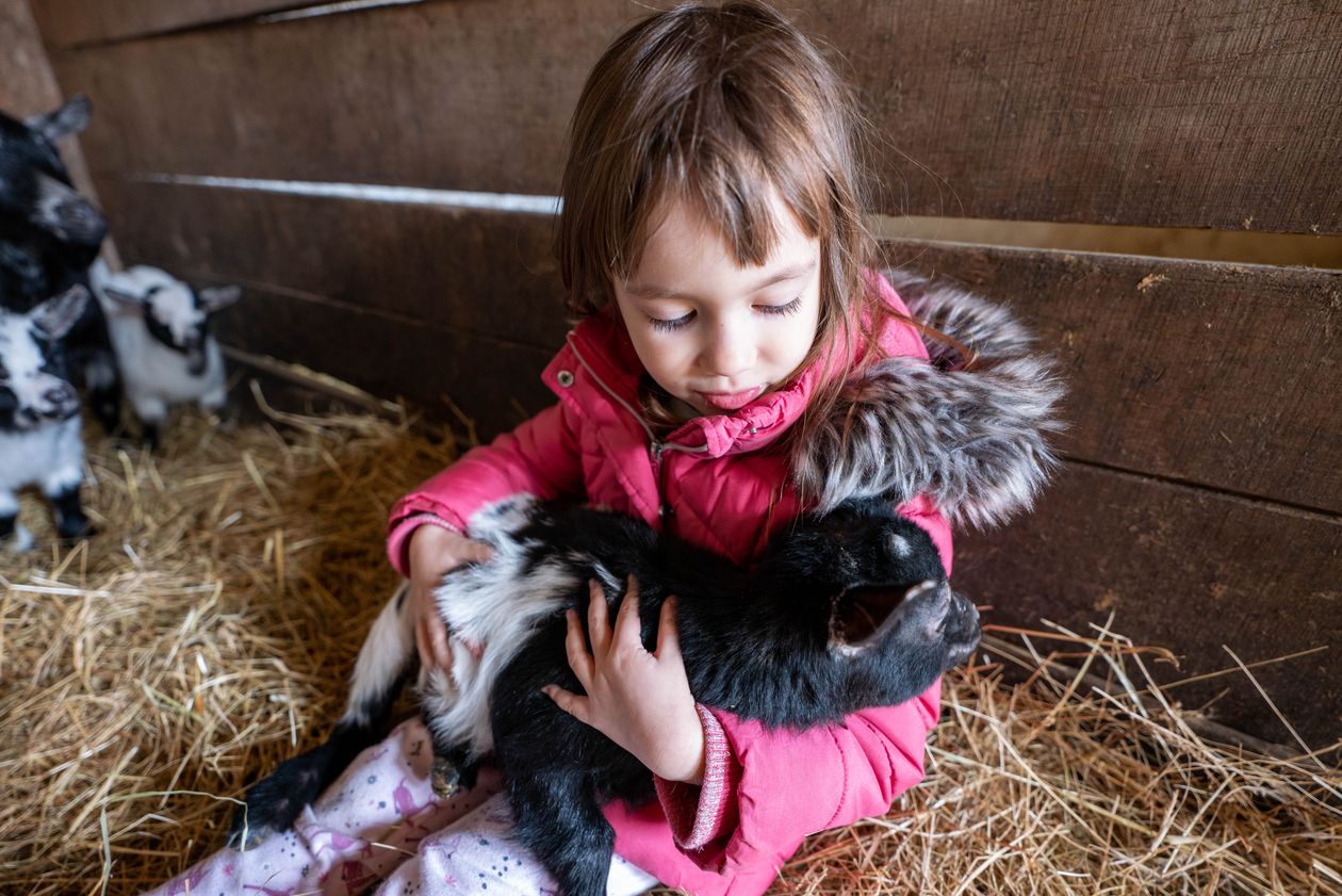 A little girl sitting in a barn holding a baby goat
