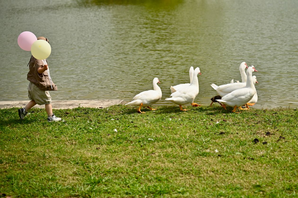 Child with balloons watching ducks by the lake