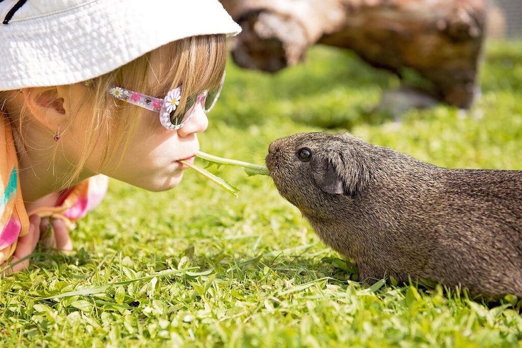 Preschool girl in a sun hat lying in the grass nose to nose with a pet guinea pig