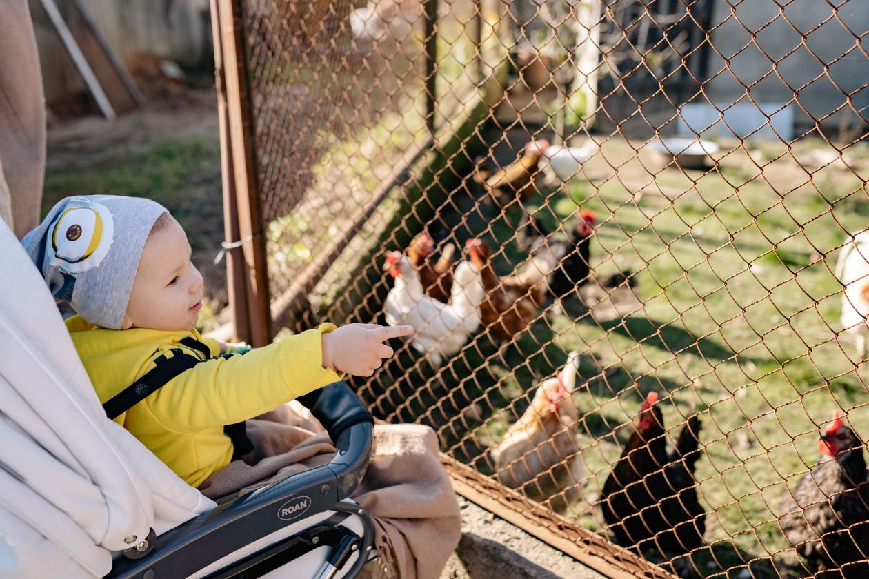 Baby pointing a finger at chickens