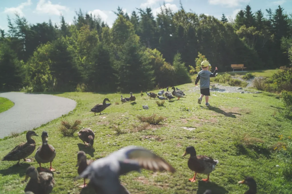 Small boy seen from a distance walking on a sunny park lawn among ducks and geese, trail and evergreens behind