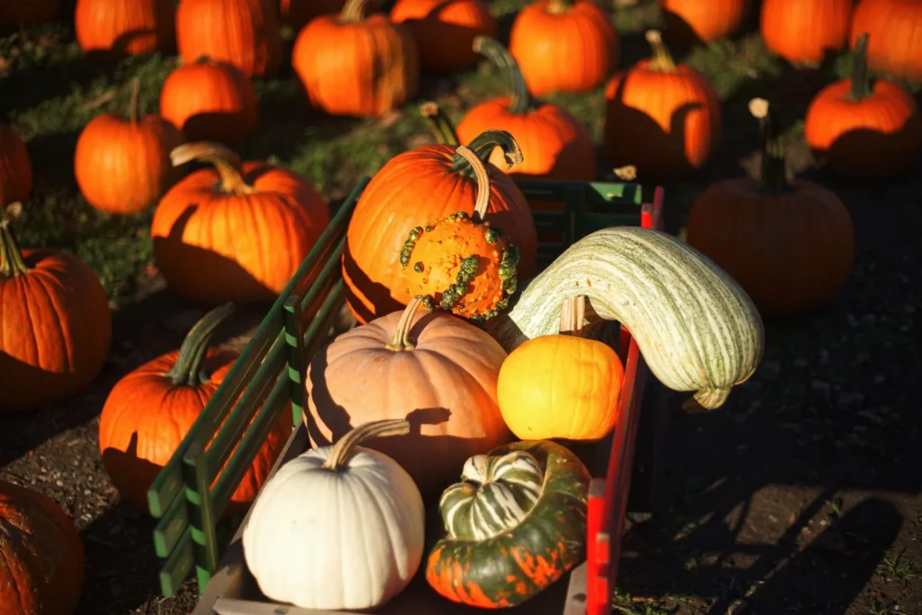 Wagon loaded with pumpkins and gourds in a sunny pumpkin patch